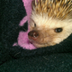 Illustration for article titled Help me choose a prickle pic!